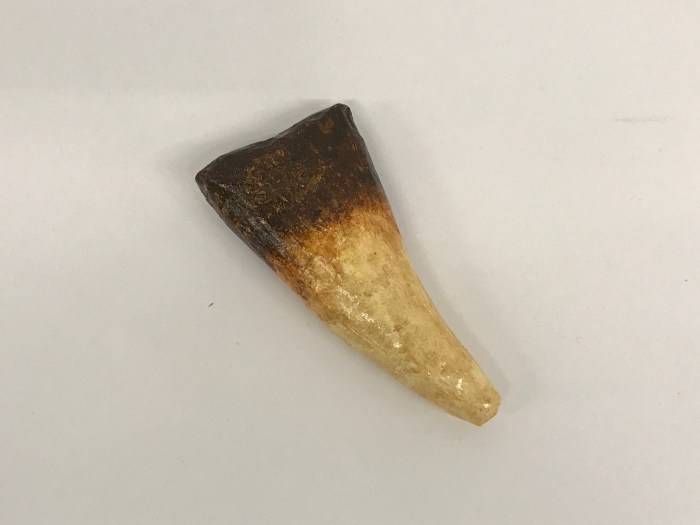 Dinosaur Tooth